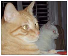 St. Frances Animal Center, Georgetown, SC